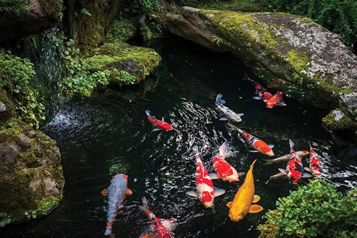 www.pondtrademag.com