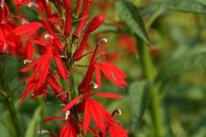 hort.extension.wisc.edu