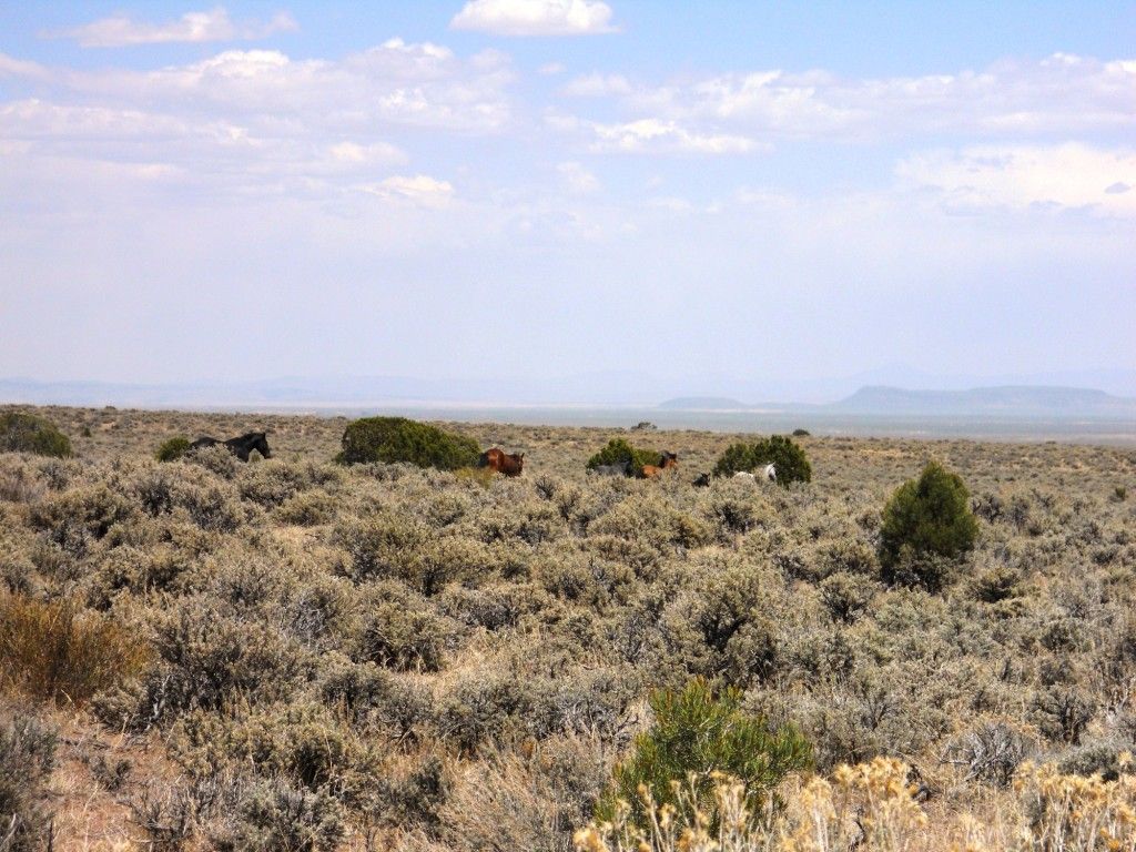 DSCN2450.jpg