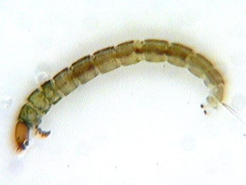midge-larva.jpg