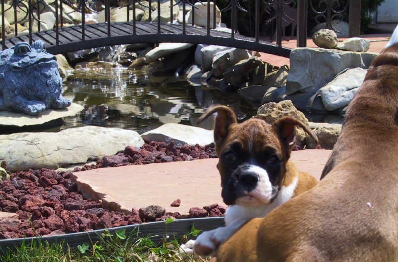14wks_diesel_2wkstaping.jpg