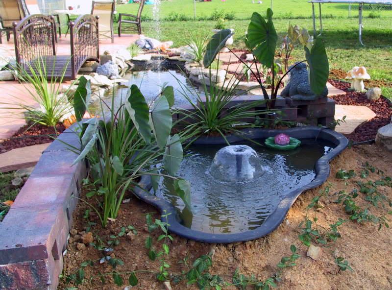 pond_plants_8-16-09.jpg