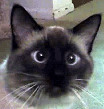 Edit0408-2.gif