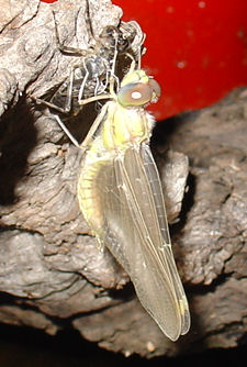 Pond20081212_DragonFly3.JPG