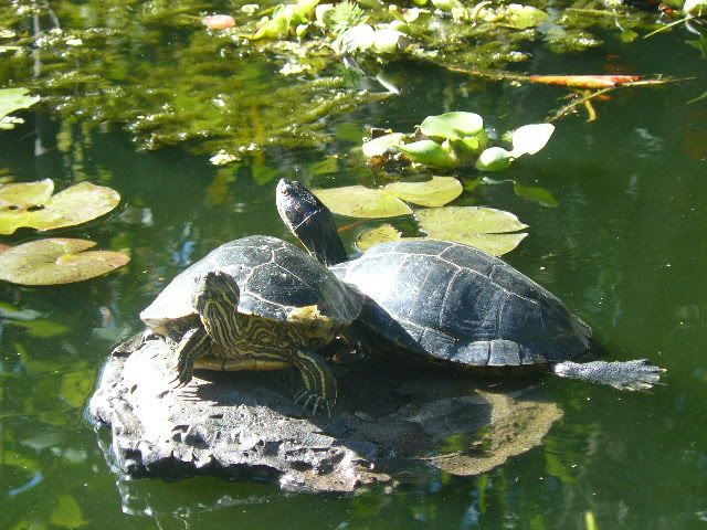 turtle007.jpg