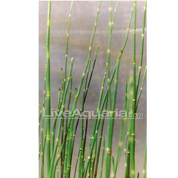 p-11270-Horsetail-Rush.jpg