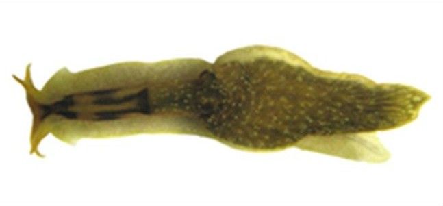 acochlidium-fijiensis-e1360018331223.jpg