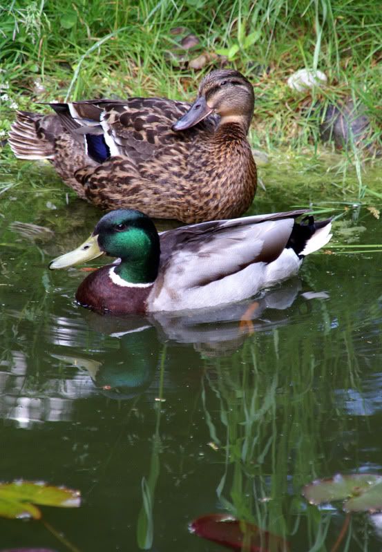 duckslatest015.jpg