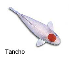 Koi-Types-Tancho.jpg