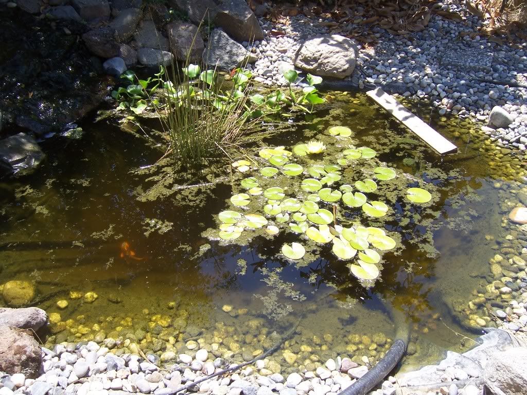 Pictures003.jpg