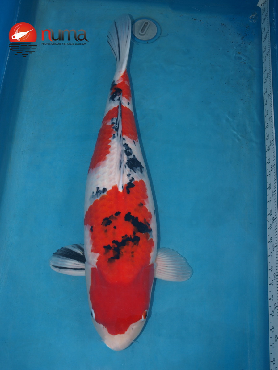 koi-sanke.jpg