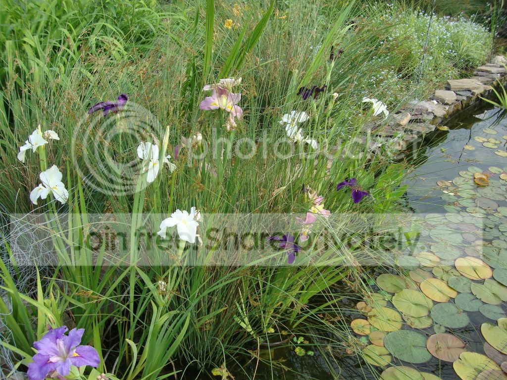DSC03368.jpg