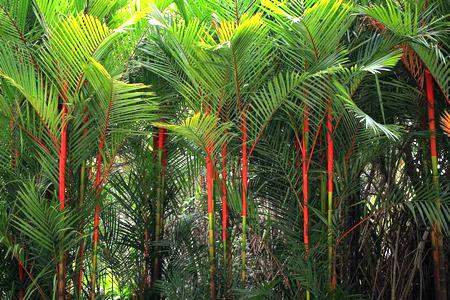 lipstick-palm-profile-5185980-03-75155c72daa4481a8c934e5eaa110072.jpg