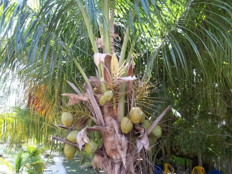 coconuts1006_zps52bcbaf3.jpg