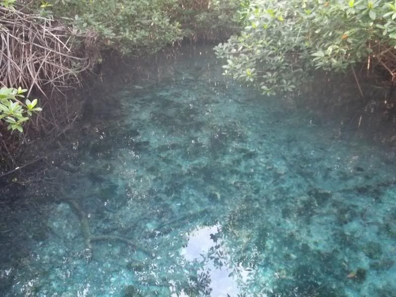 cenote1003_zps528fe298.jpg