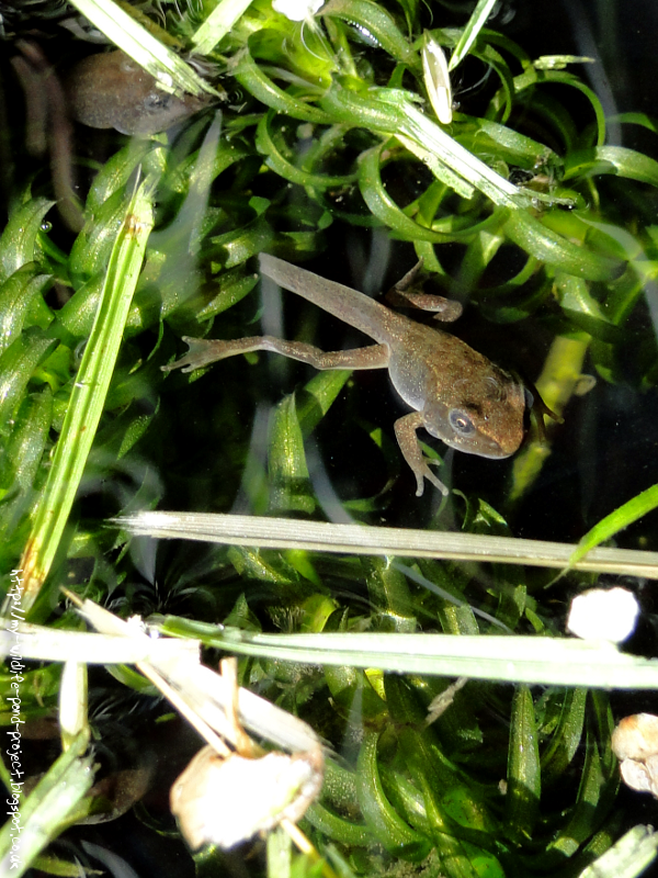 tadpoles-00884.png