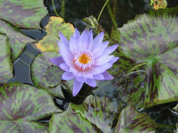 070611Bagdada.jpg