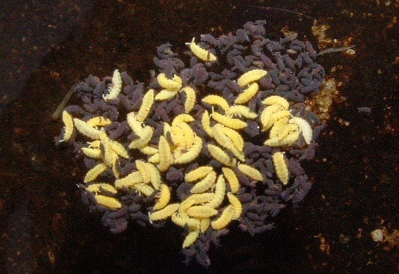 springtails_cathy.jpg