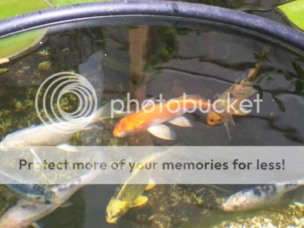 FishPics009.jpg