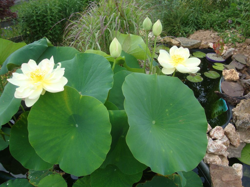 DSC03780.jpg