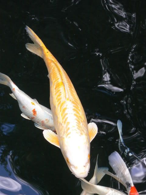1P1090648.jpg
