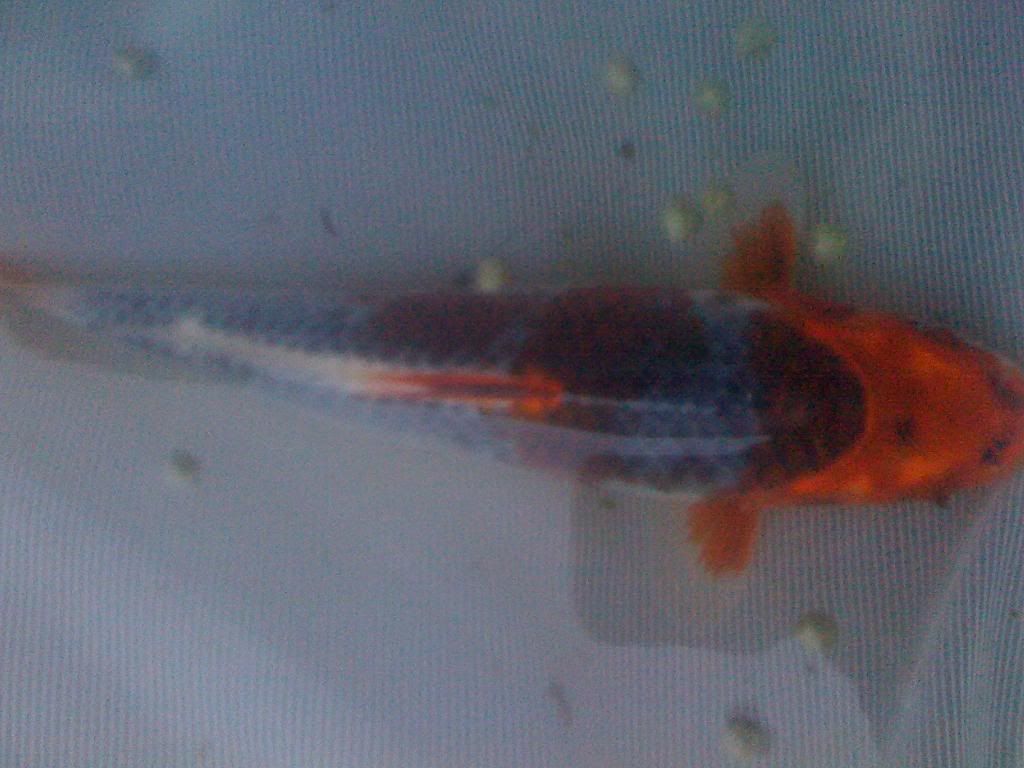 iphonepics018.jpg