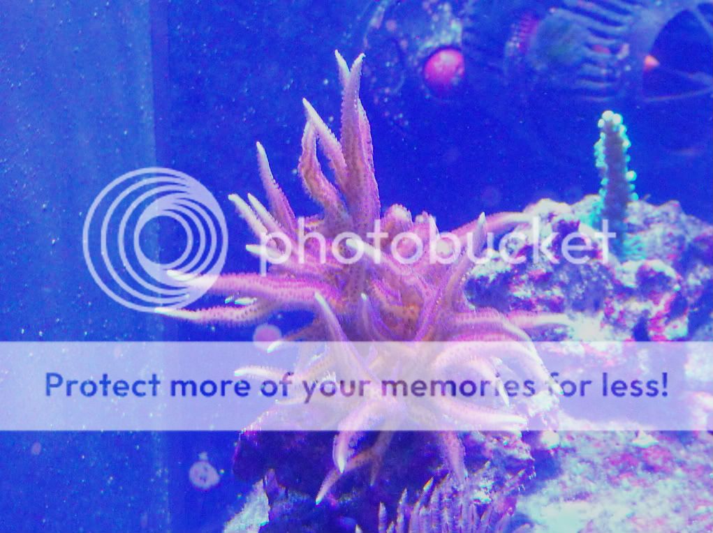 2010_0606fishtank0007-1.jpg