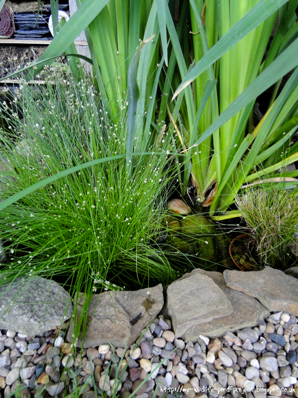 Pond-00827.png