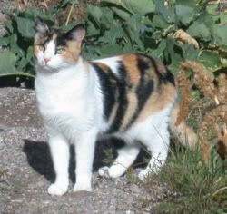 calico.jpg