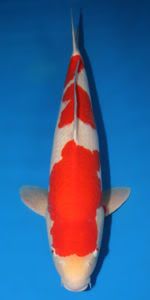 kohaku.jpg