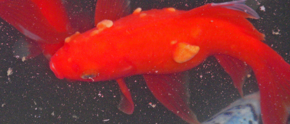 fish-with-pox-tumor.jpg