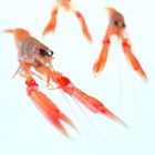 pets.thenest.com