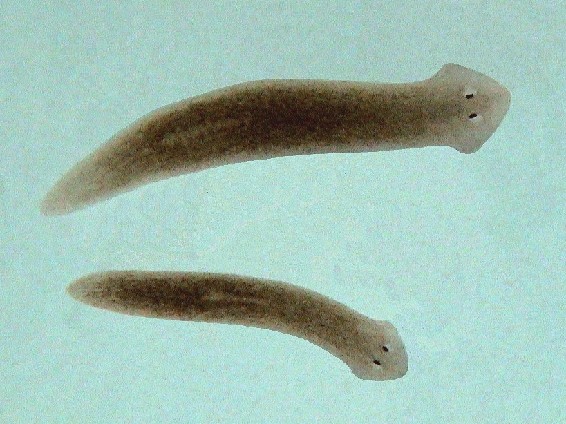 planarian2.jpg