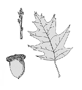 redoak5.gif