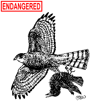 sshawk.gif