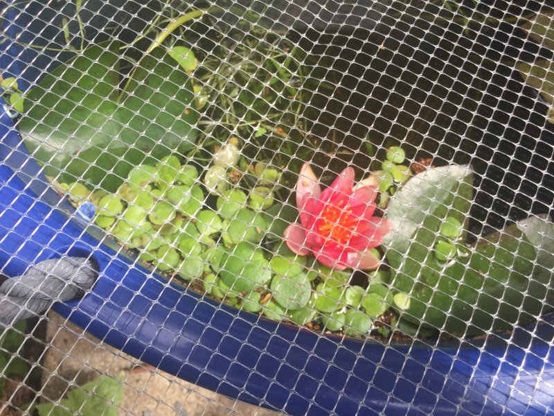 Third day flower.jpeg