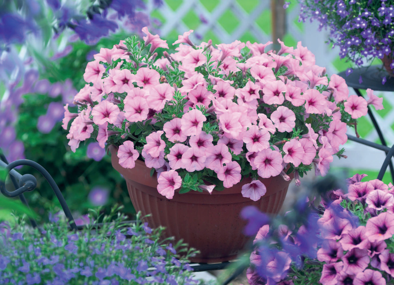GGG-Sweet-Petunia.jpg