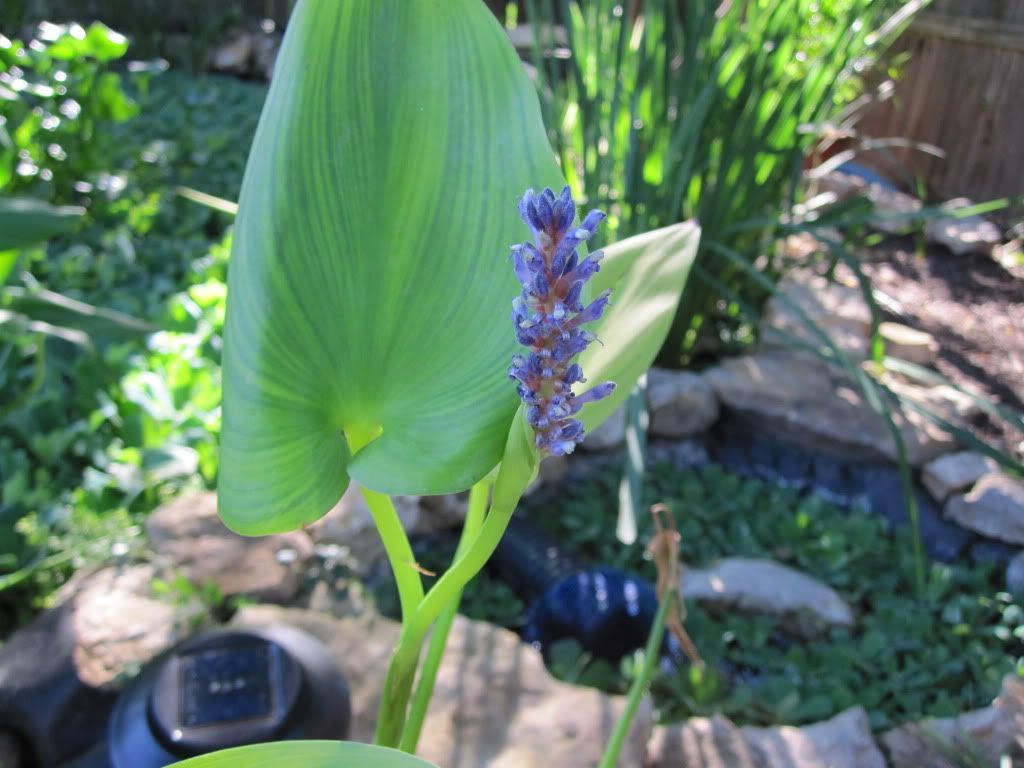 Picture075.jpg