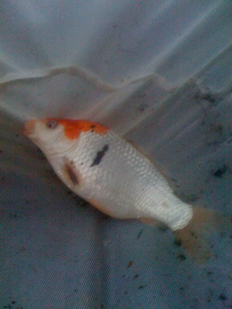 iphonepics025.jpg
