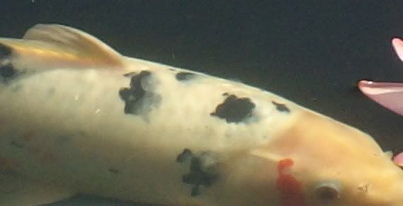 SANY1250.jpg