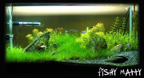 Regrowth9-15.jpg