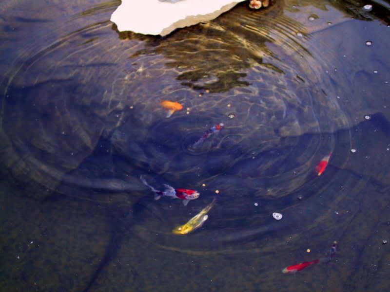 clearpond2_7-31-09.jpg