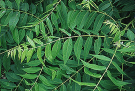blackwalnut1.jpg