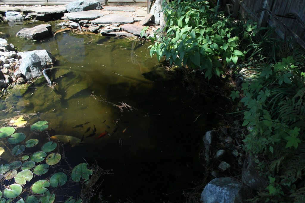 pond koi existing considering buying garden should