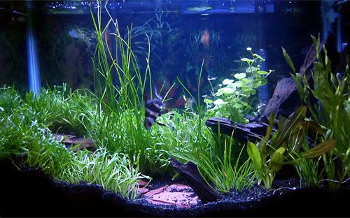 20g.jpg
