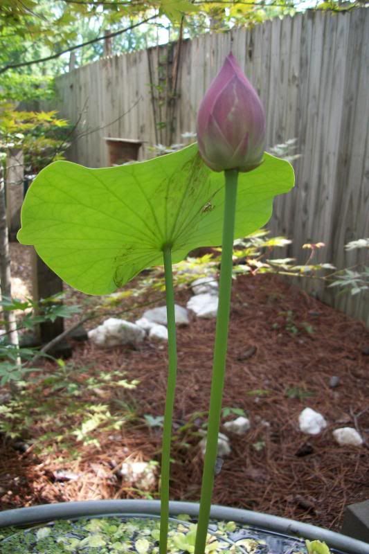 lotusbud3this.jpg