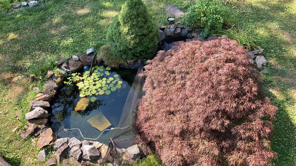 pond2.jpg