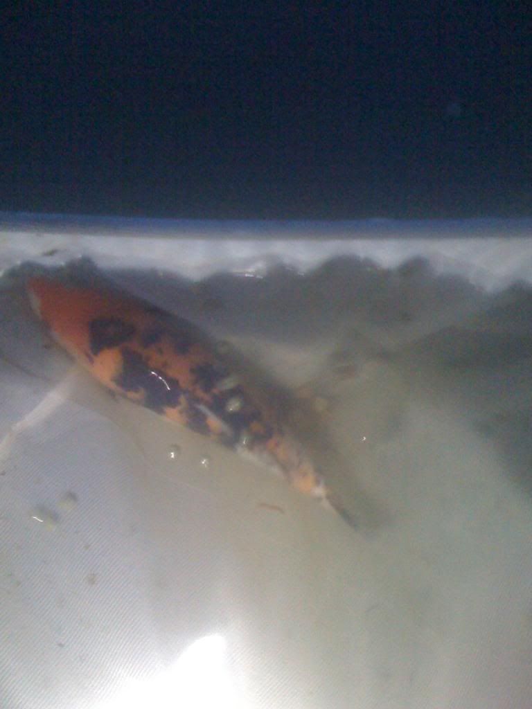 iphonepics030.jpg