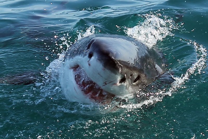 shark05.jpg