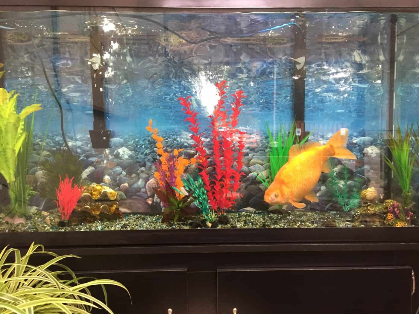 cafishvet.com
